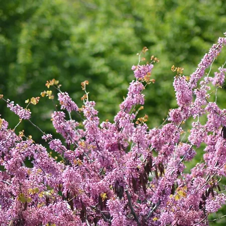 L'uovo E La Faina Frühstückspension Busca