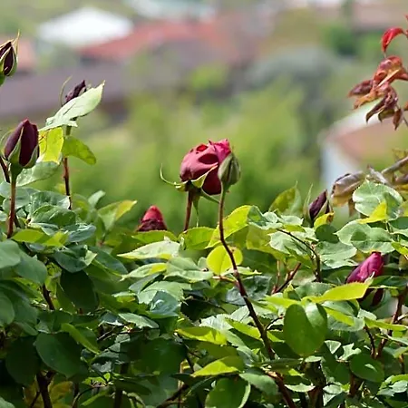 Bed & Breakfast L'uovo E La Faina 4*