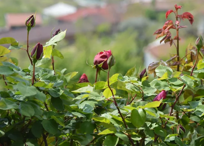 Bed & Breakfast L'uovo E La Faina 4*